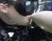 WATCH: Man's Attempt To Kiss A Shark Ends Horribly