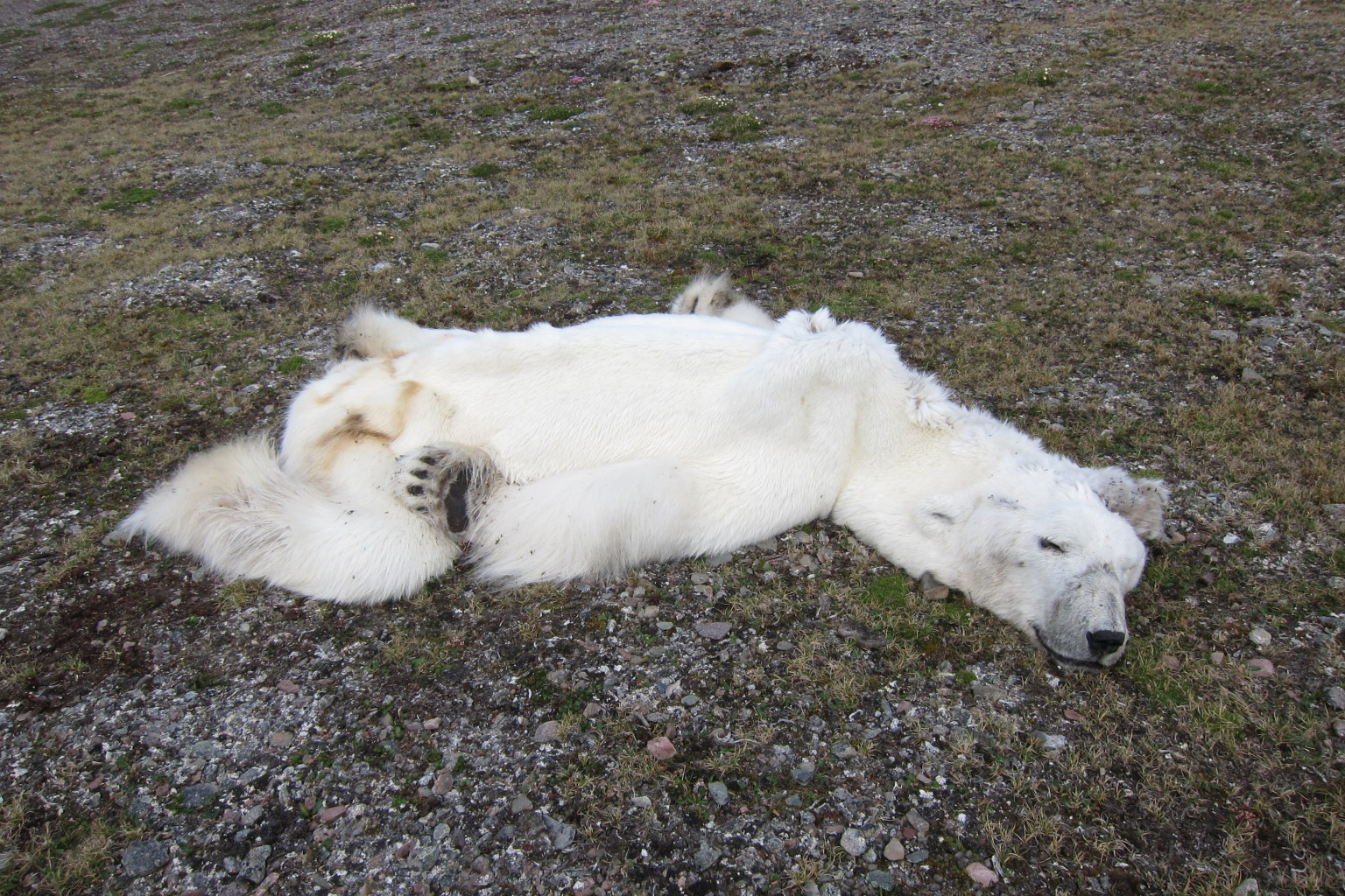 Starved Polar Bear In Norway May Be A Victim Of Climate