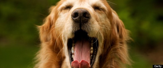 dog yawn