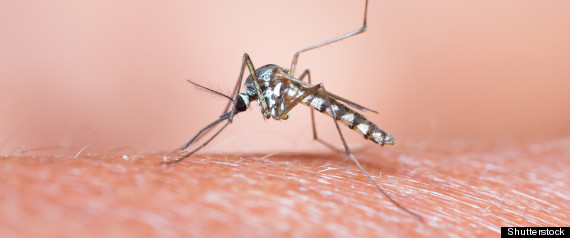 malaria vaccine