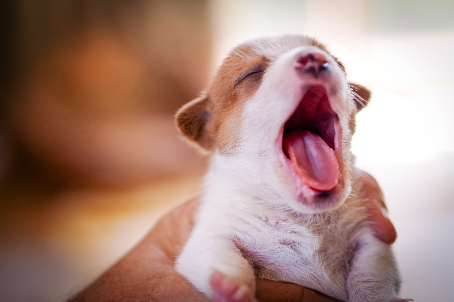 Dogs Yawn Along With Their Owners Research Finds