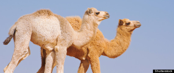 mers dromedary camels