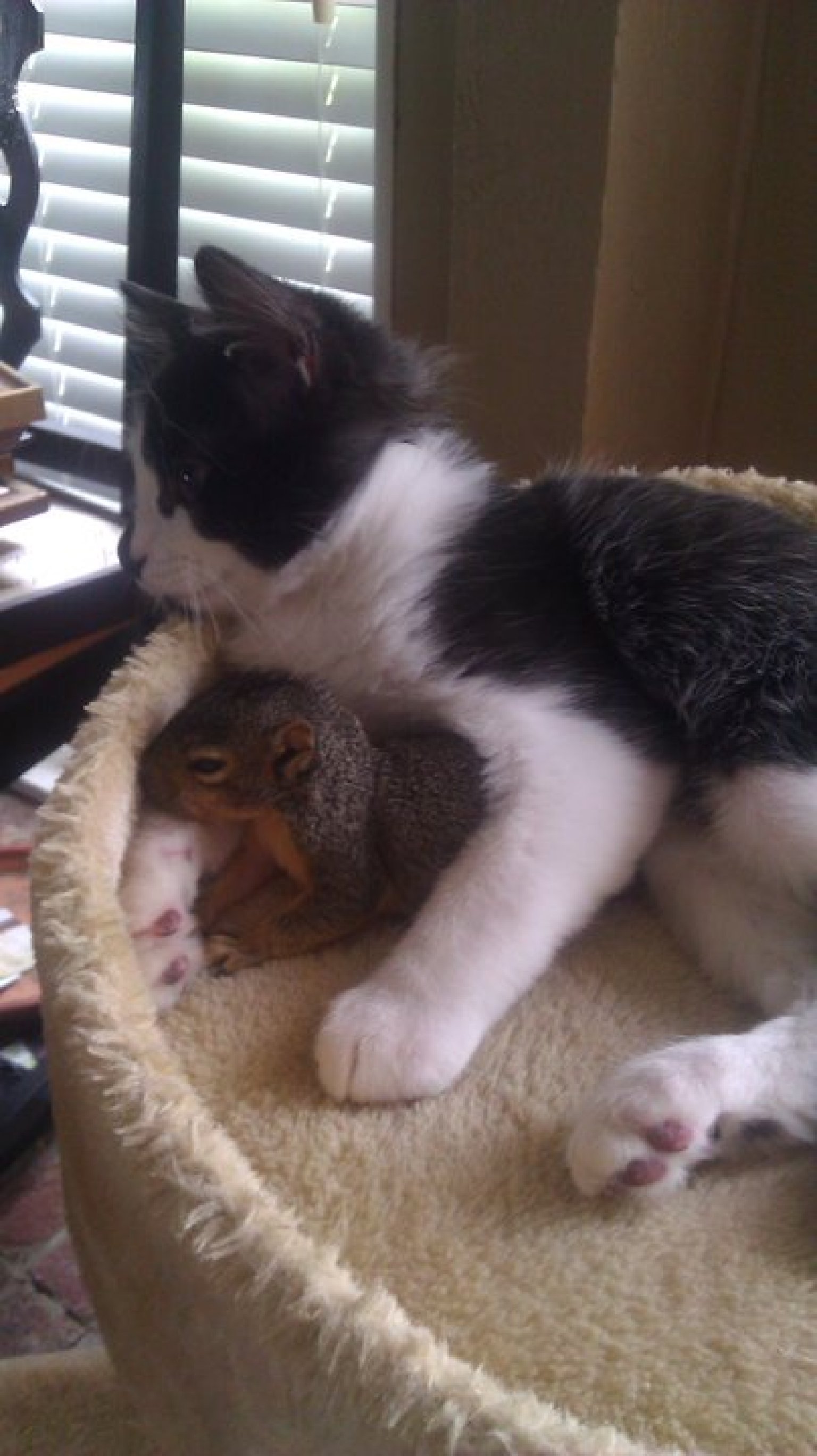 Squirrel And Cat Form Unlikely Friendship (PHOTO) HuffPost