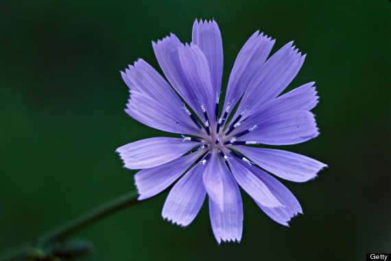 chicory root