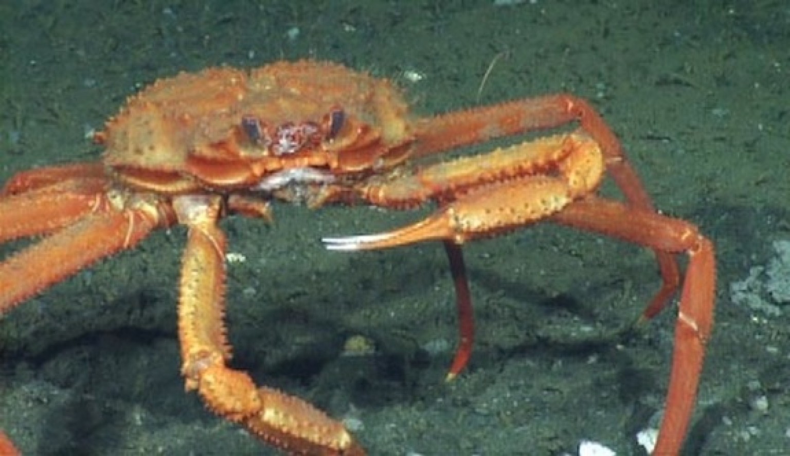 Watch This DeepSea Crab Get An Icy Surprise