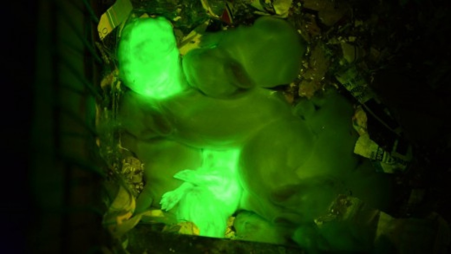 Scientists Clone GlowInTheDark Rabbits (PICTURES) HuffPost UK