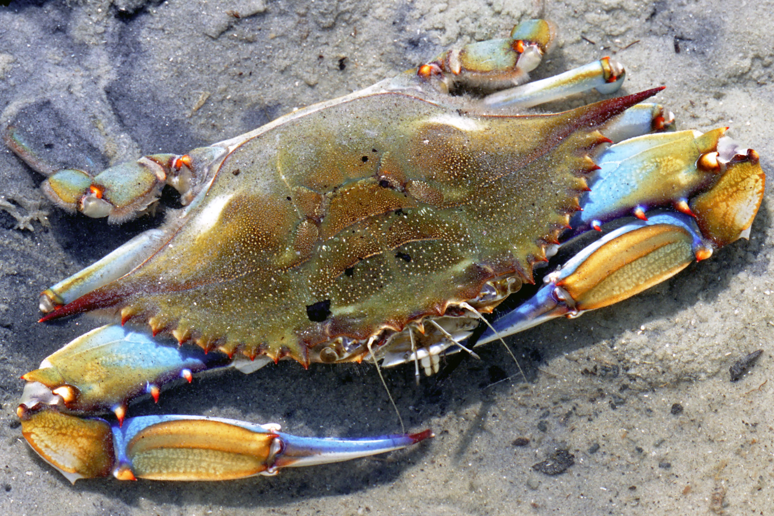 Blue Crab Sex 95