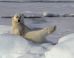 Fellas, This Polar Bear Is Single