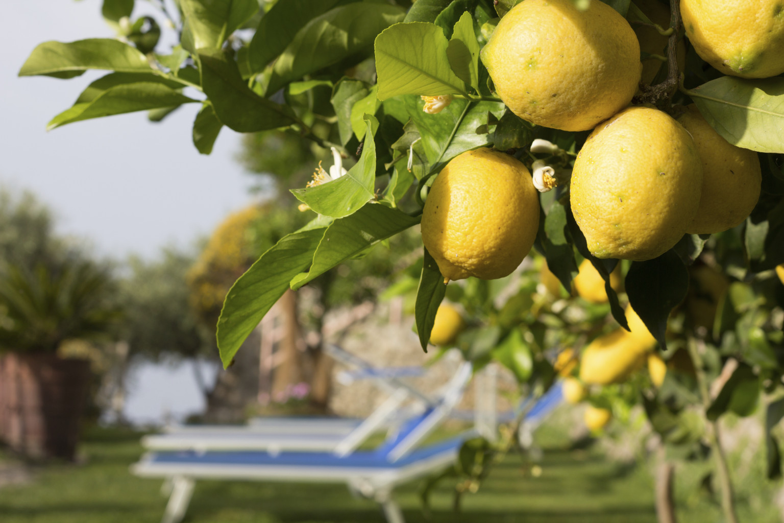 Pictures Of Lemon Trees 100