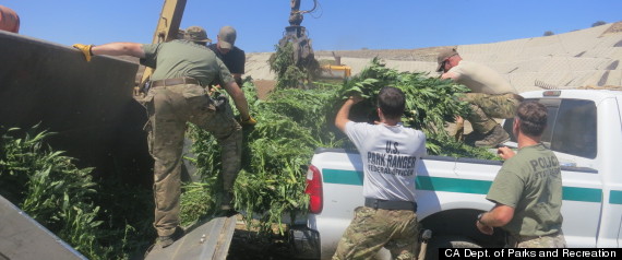 Topanga State Park Pot Bust Yields More Than 5000 Po