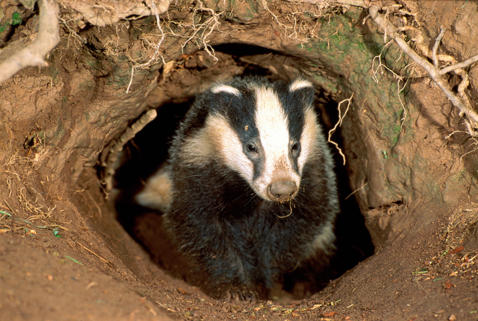 badger-unearths-medieval-graves-leads-archaeologists-to-warrior-burial