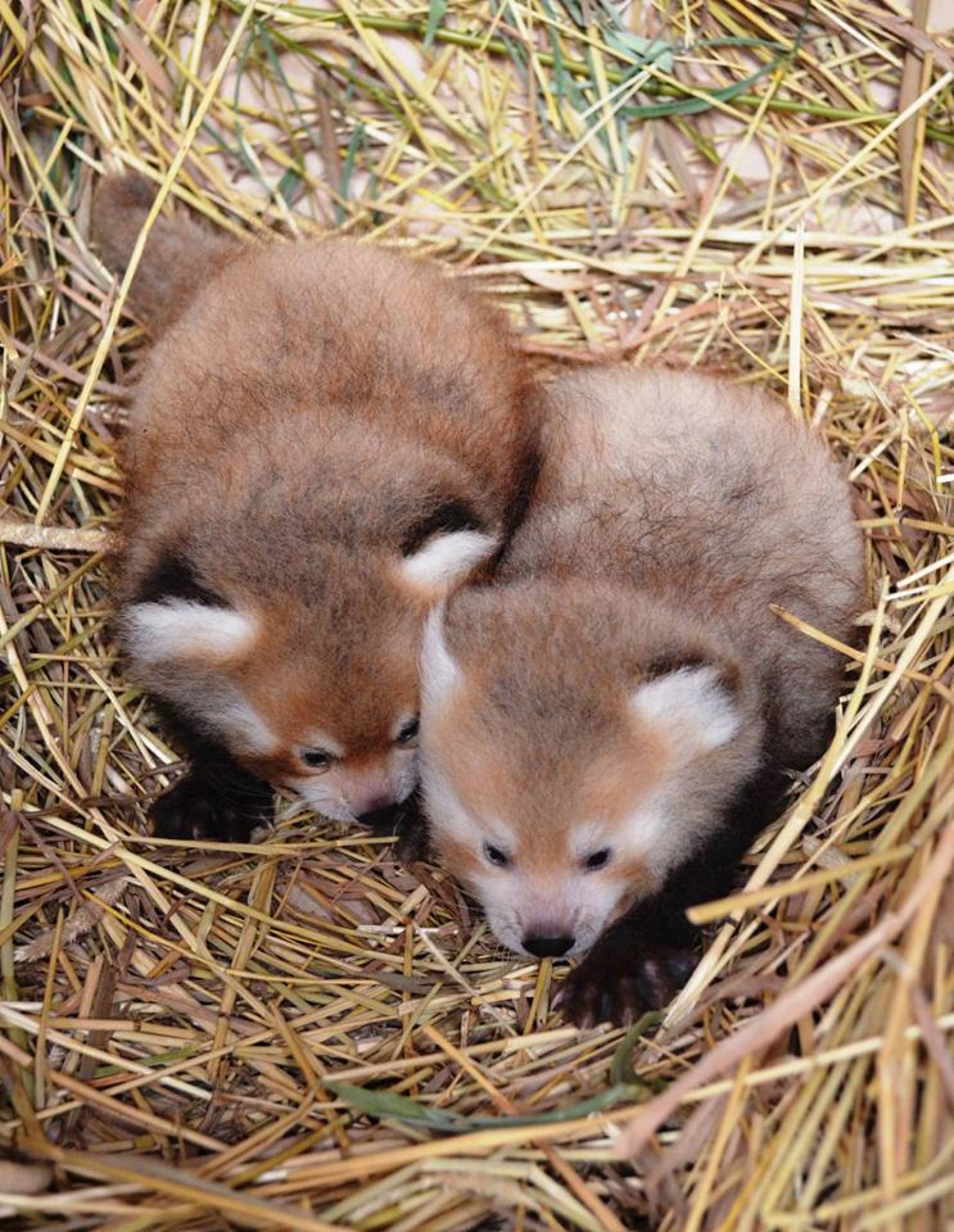 twin-baby-red-pandas-prove-2-baby-animals-is-always-cuter-than-1-huffpost