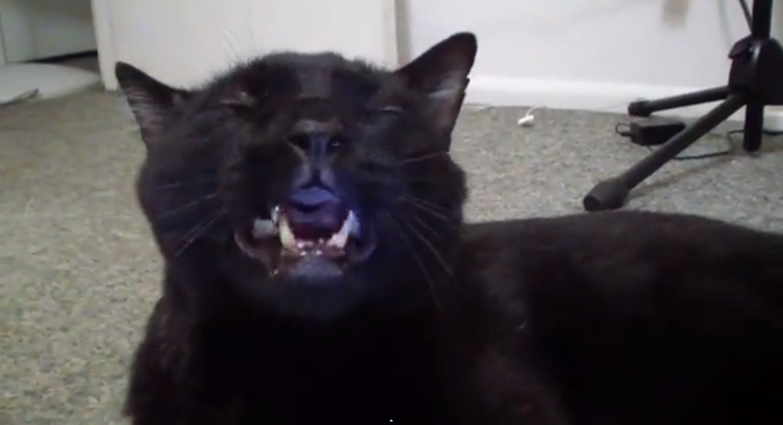 Talking Cat Hates Kittens (VIDEO)