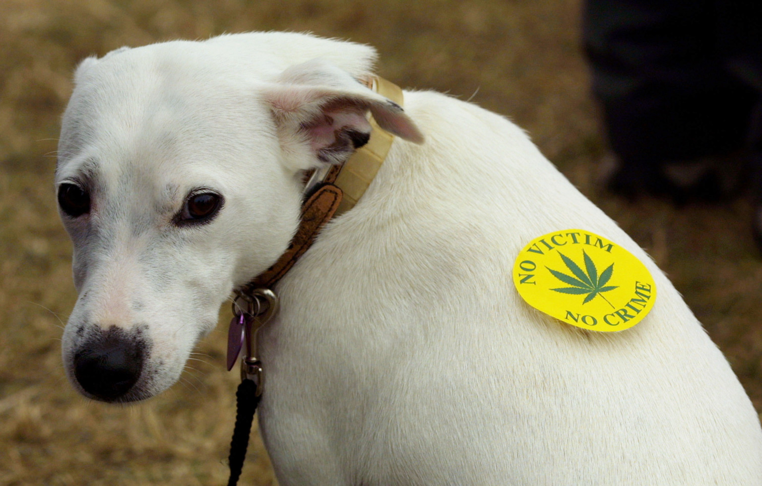 Pot For Dogs Is Medical Marijuana Safe For Your Furry Pals? HuffPost