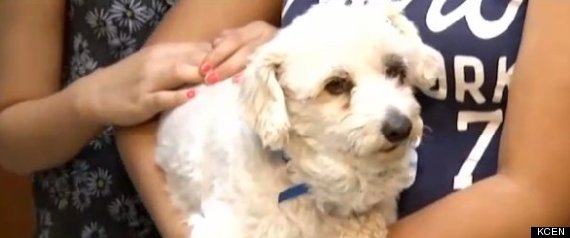 dog saves girl rattlesnake