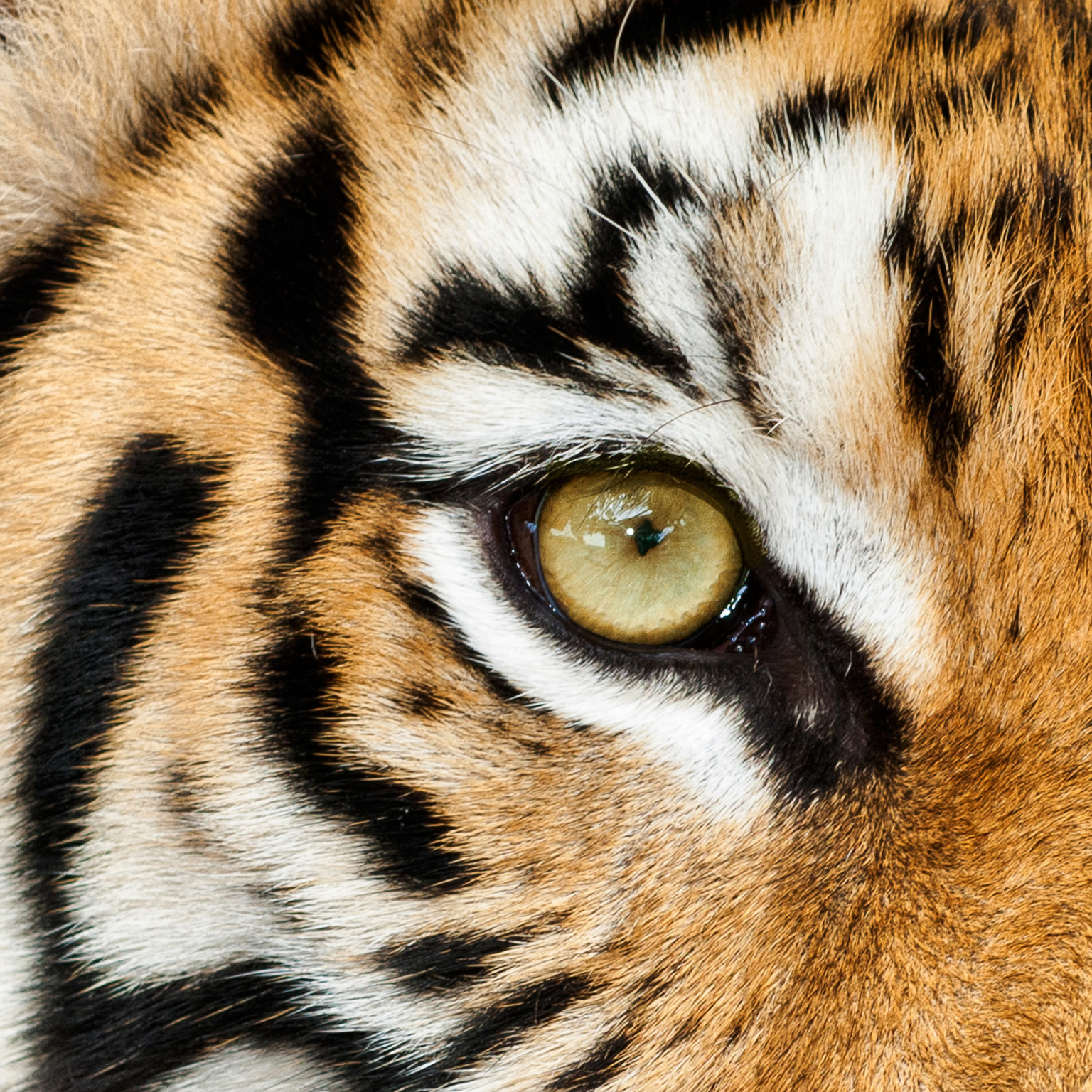 10 Things You Didn't Know About The Endangered Tiger (PHOTOS)