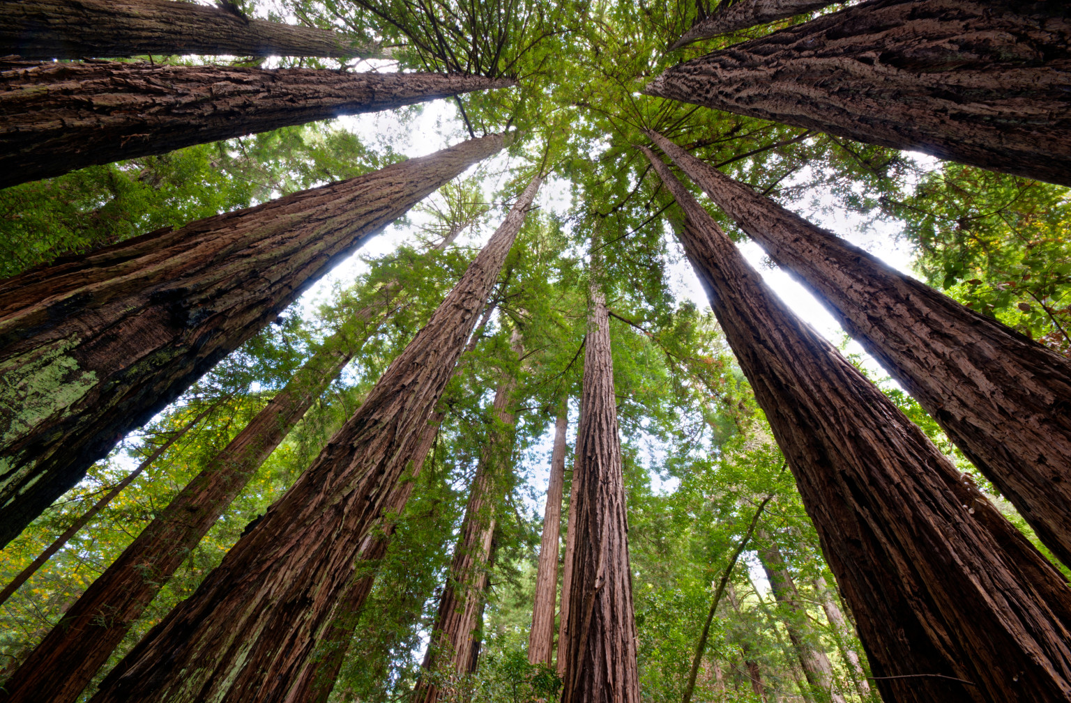 Redwood Trees May Help Battle Climate Change Study Finds