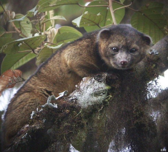 olinguito
