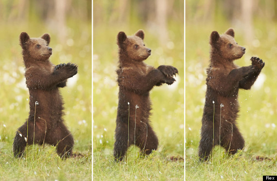 gangnam bear