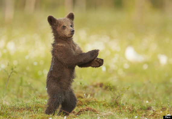 gangnam bear