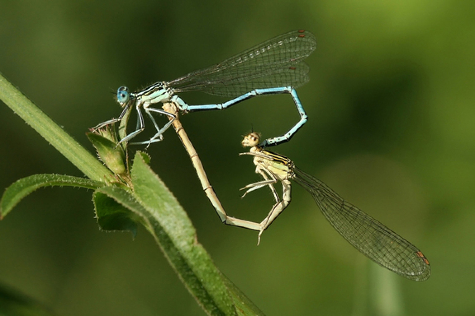 Insects Sex 104