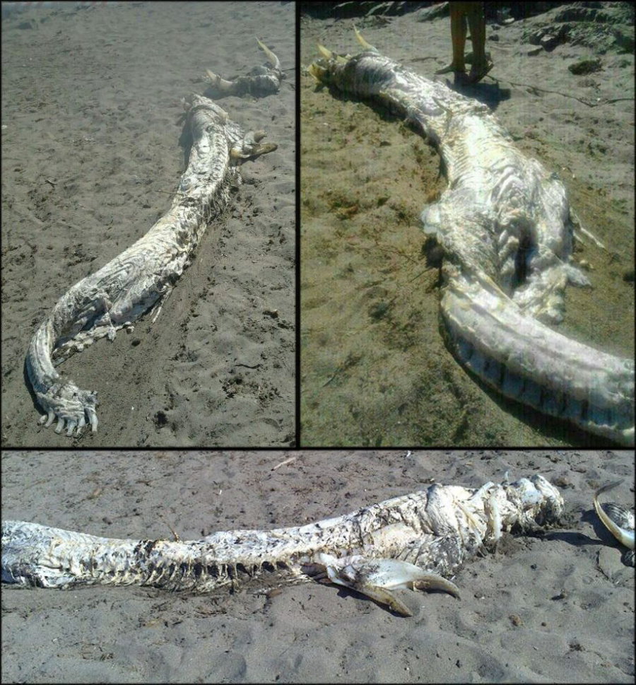 Sur la côte d'Almeria en Espagne, un étrange animal retrouvé sur une plage N-PEZ-RARO-huge