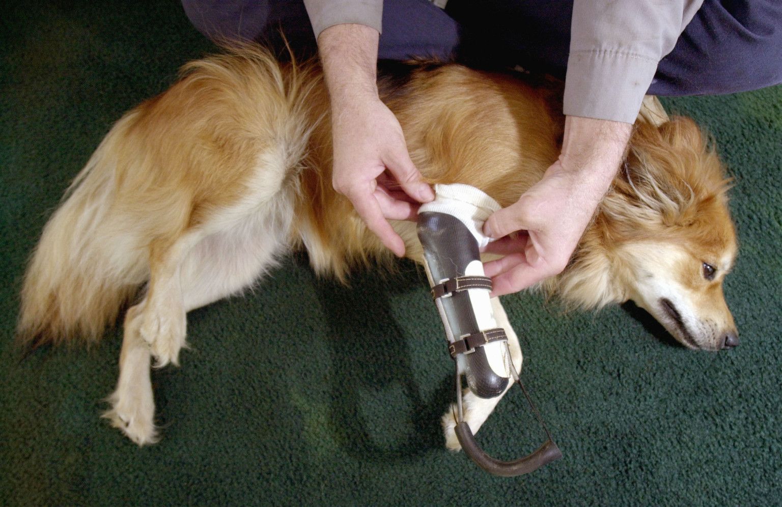 9 Inspiring Animals That Use Prosthetics HuffPost