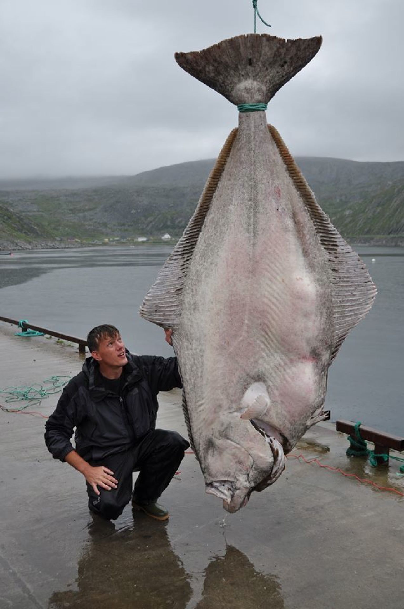 515Pound Halibut Caught By Marco Leibenow Near Norway May Be World