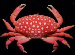 crab species
