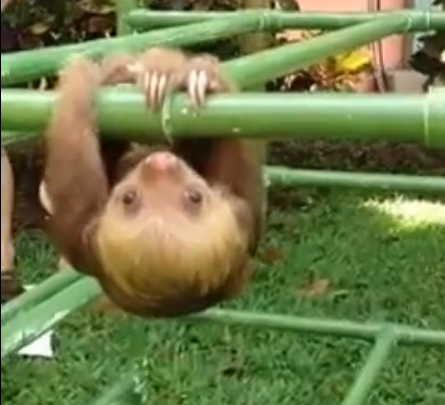 Baby Sloth Makes The Cutest Noises While Exercising (VIDEO) HuffPost