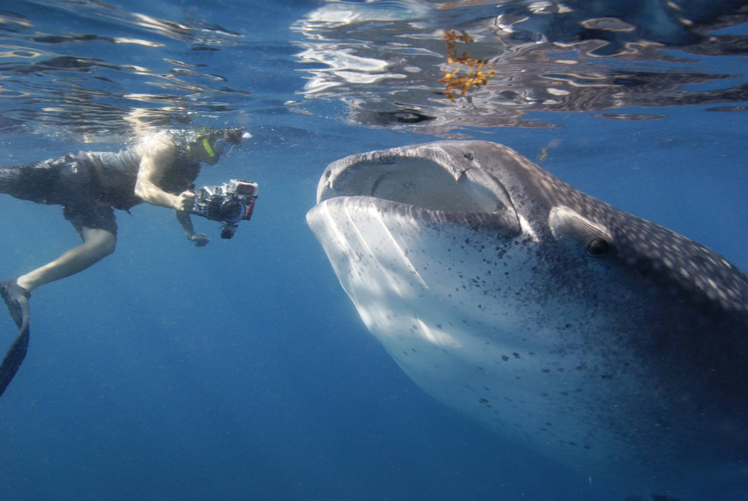 The Shark Side of the 'Moon HuffPost UK