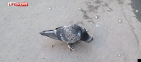 zombie pigeon