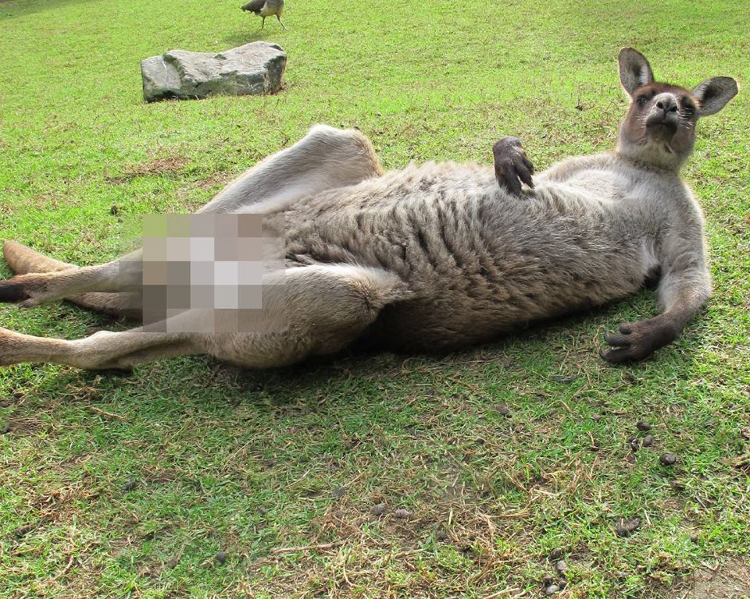 Kangaroo Censored For Facebook Draws Outrage For Some Reason Photos Huffpost 9241