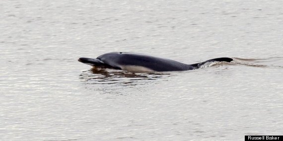 dolphin dee river