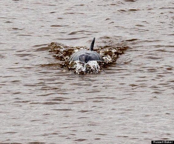 dolphin dee