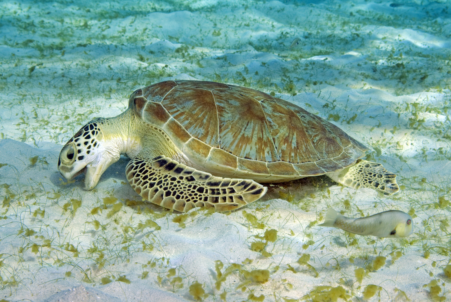 sea-turtles-eating-plastic-at-record-rates-amid-surge-in-pollution