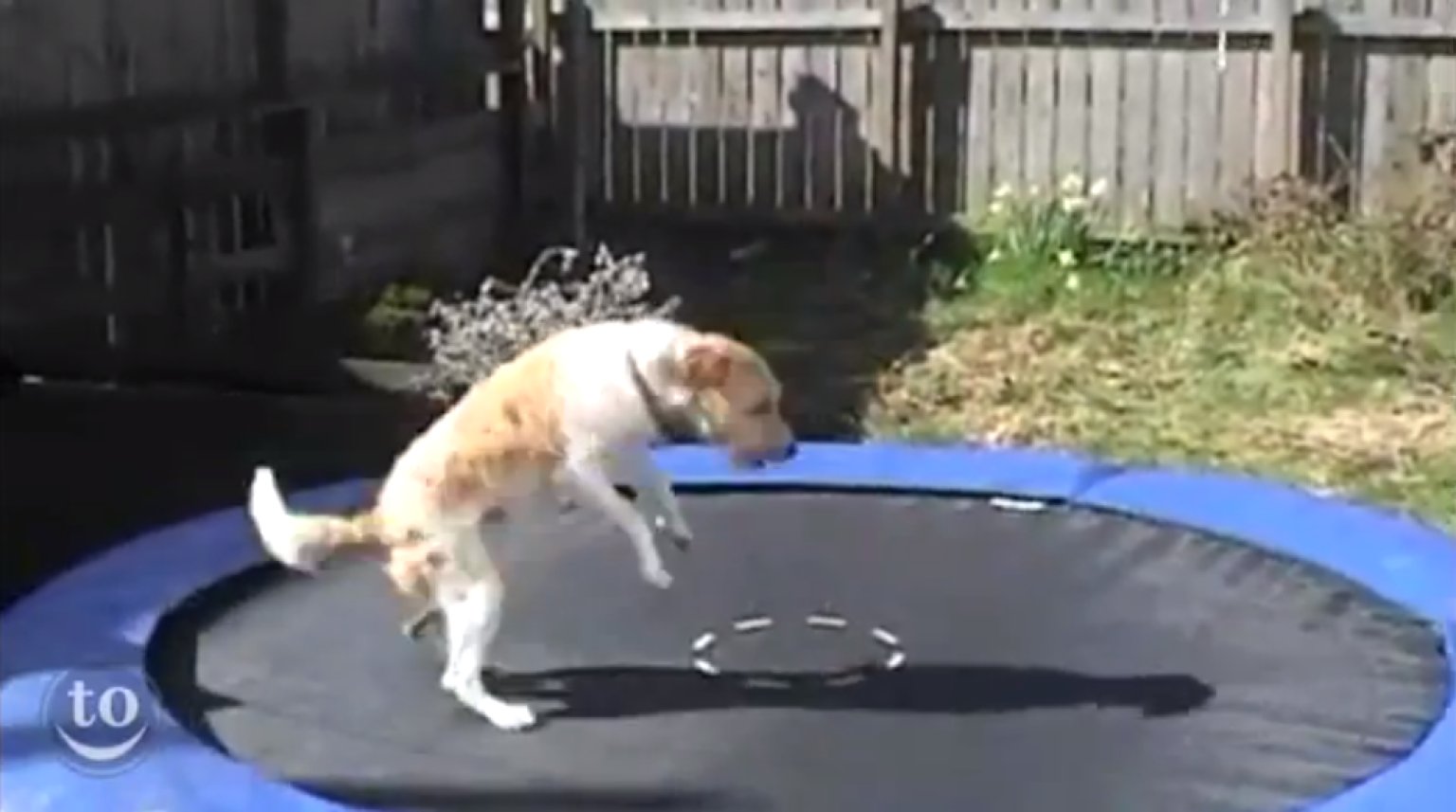 Animals On Trampolines A Supercut (VIDEO) HuffPost UK