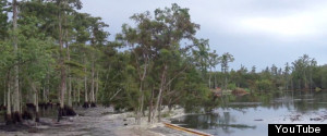 Louisiana Sinkhole Trees