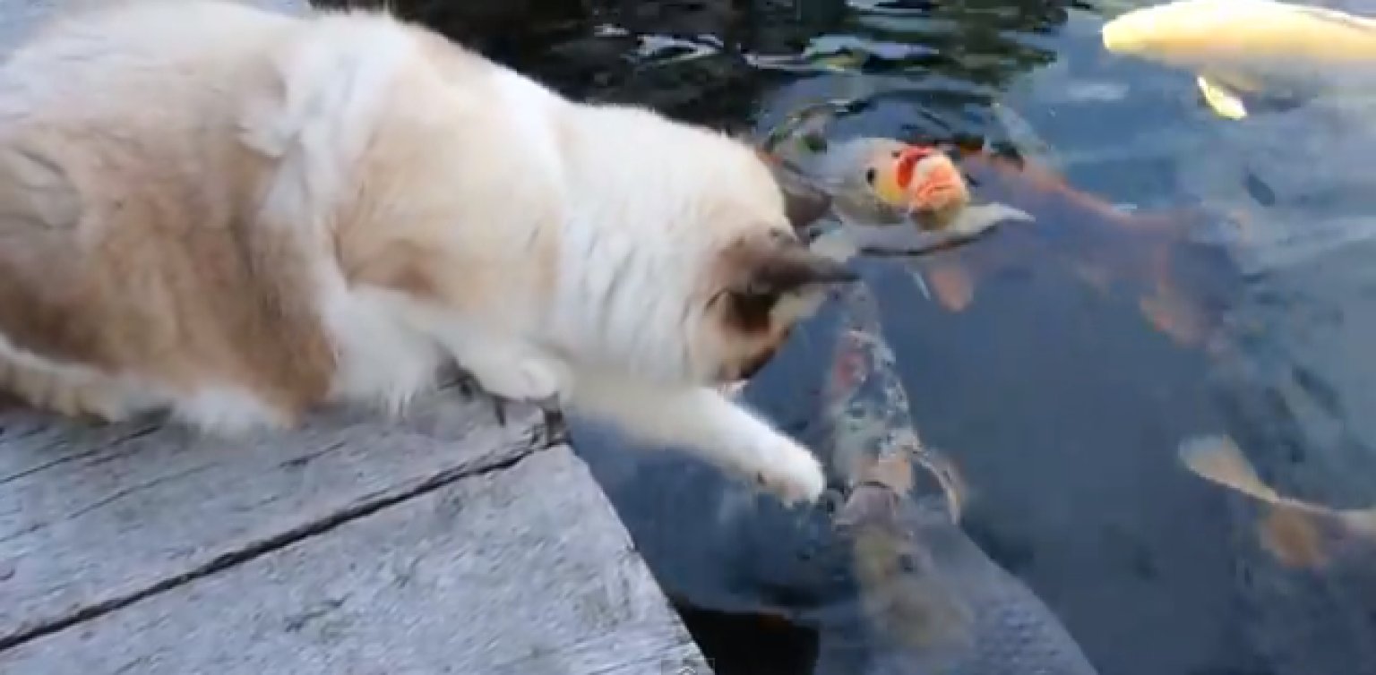Timo The Cat Visits A Koi Pond (VIDEO) HuffPost