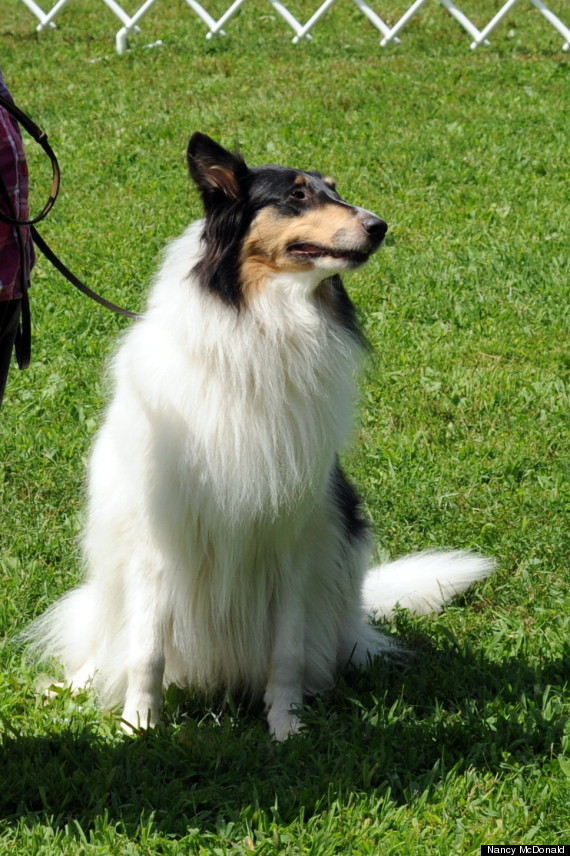 This Collie Festival Is The Happiest Place On Earth For LassieLovers