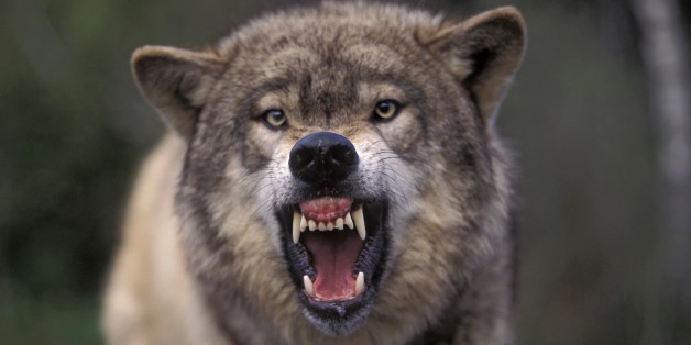 Wolf Howl Study Suggests Behavior Helps Animals 'Keep In Touch' With
