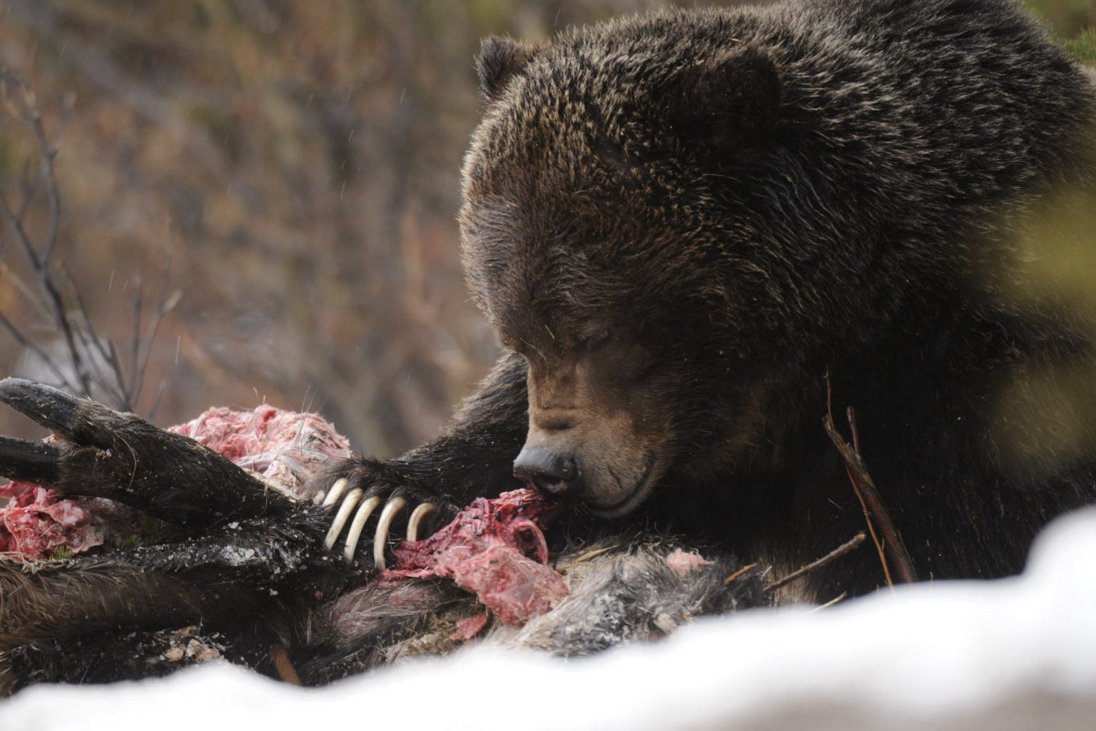 Grizzly Eats Black Bear In Banff National Park
