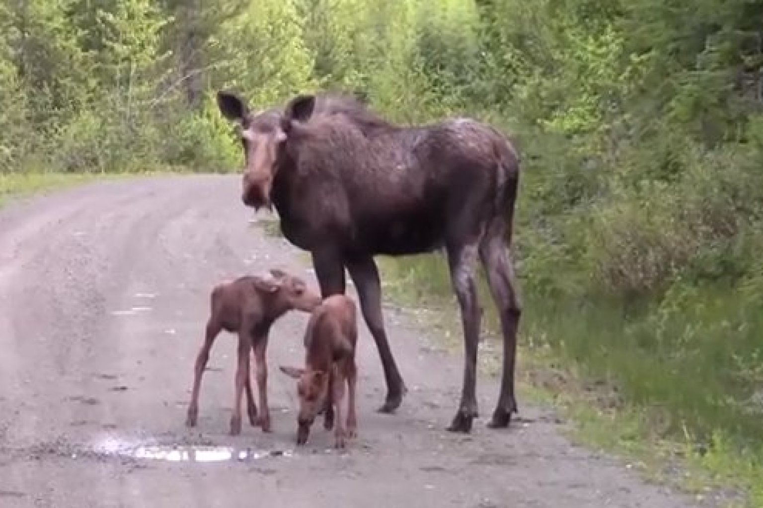 Do moose have tails?