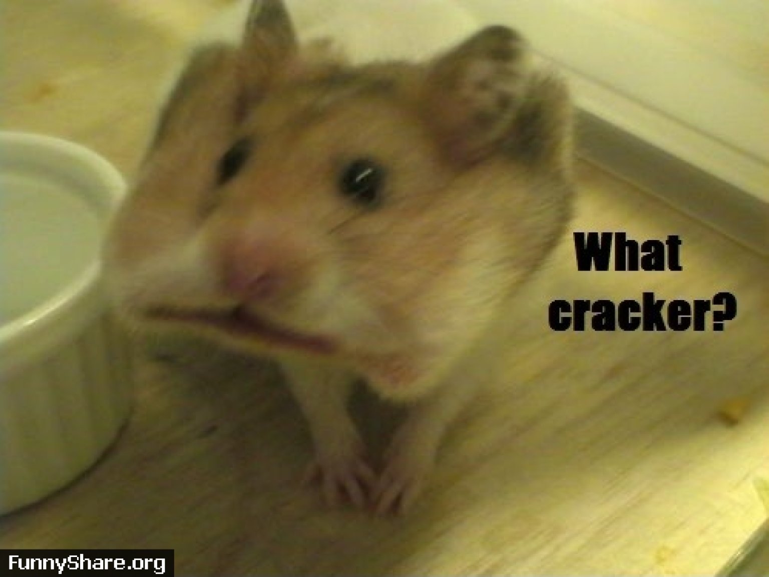hamster 無料 動画 hamster 無料 動画