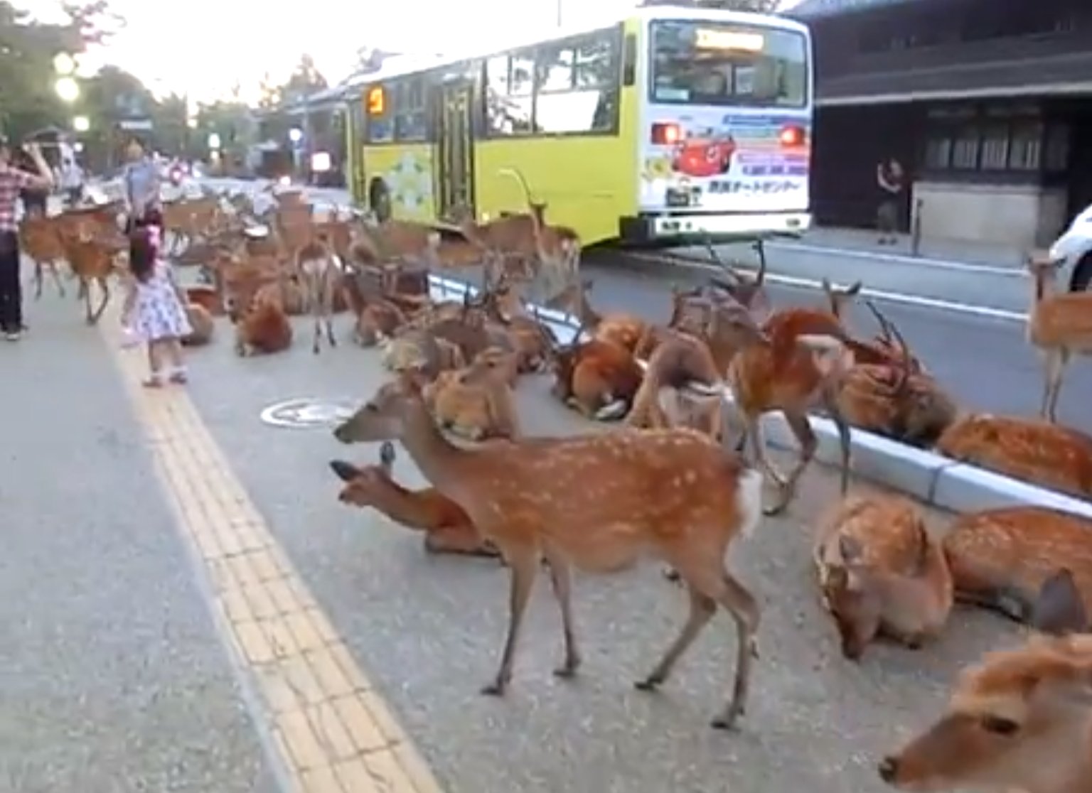 deer-take-over-town-in-japan-video