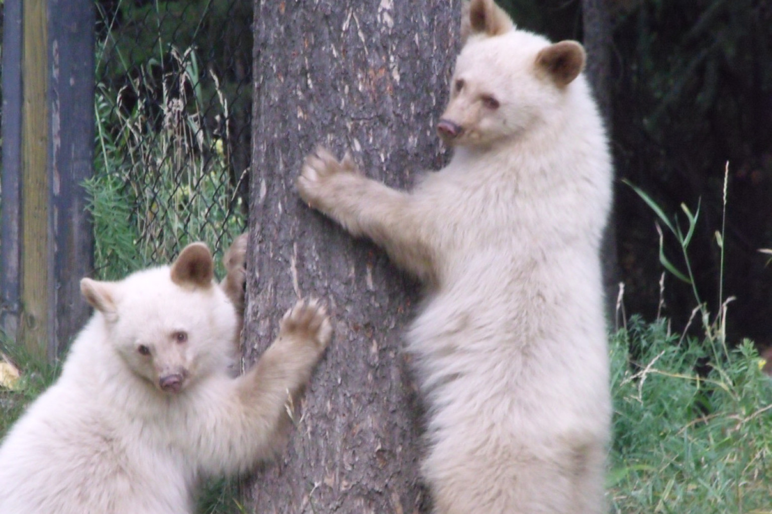 White Bear Cub Returns To Elkford, B.C. (PHOTOS)