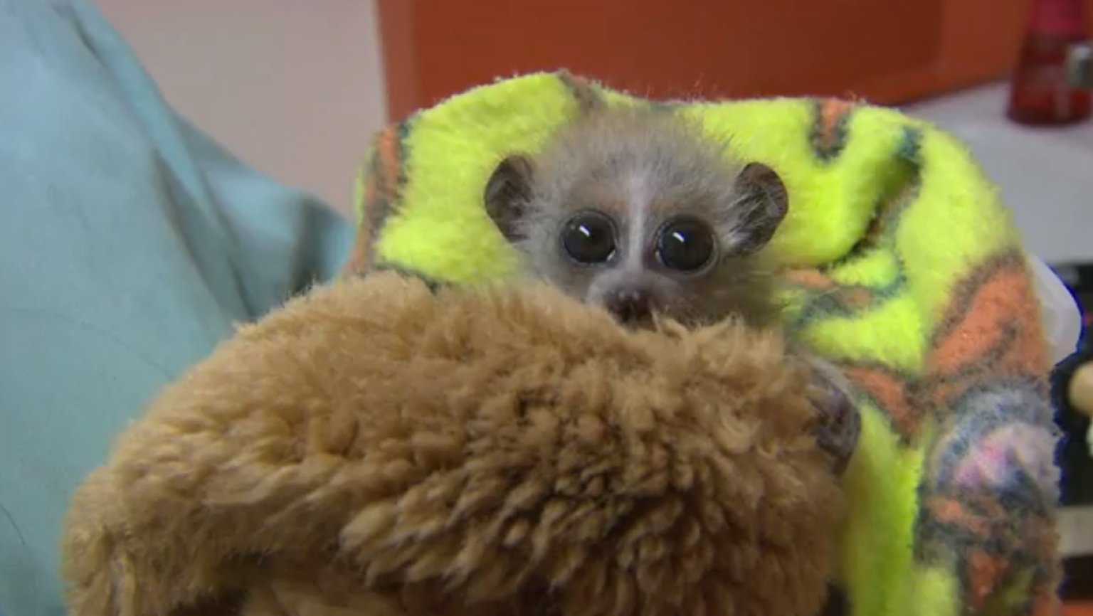 Cute Baby Slow Loris Shefalitayal