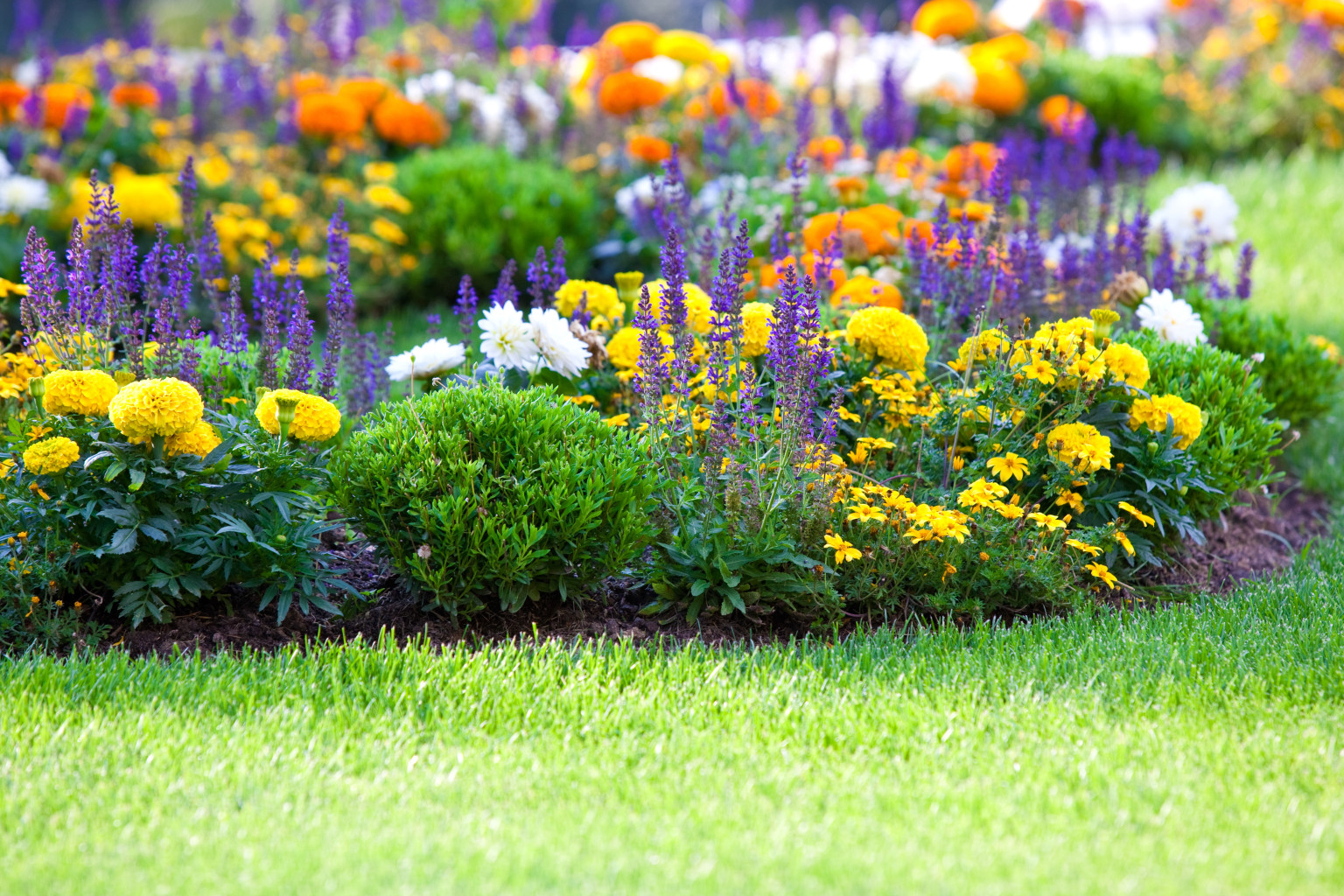 Be Your Own Wildflower Nursery HuffPost