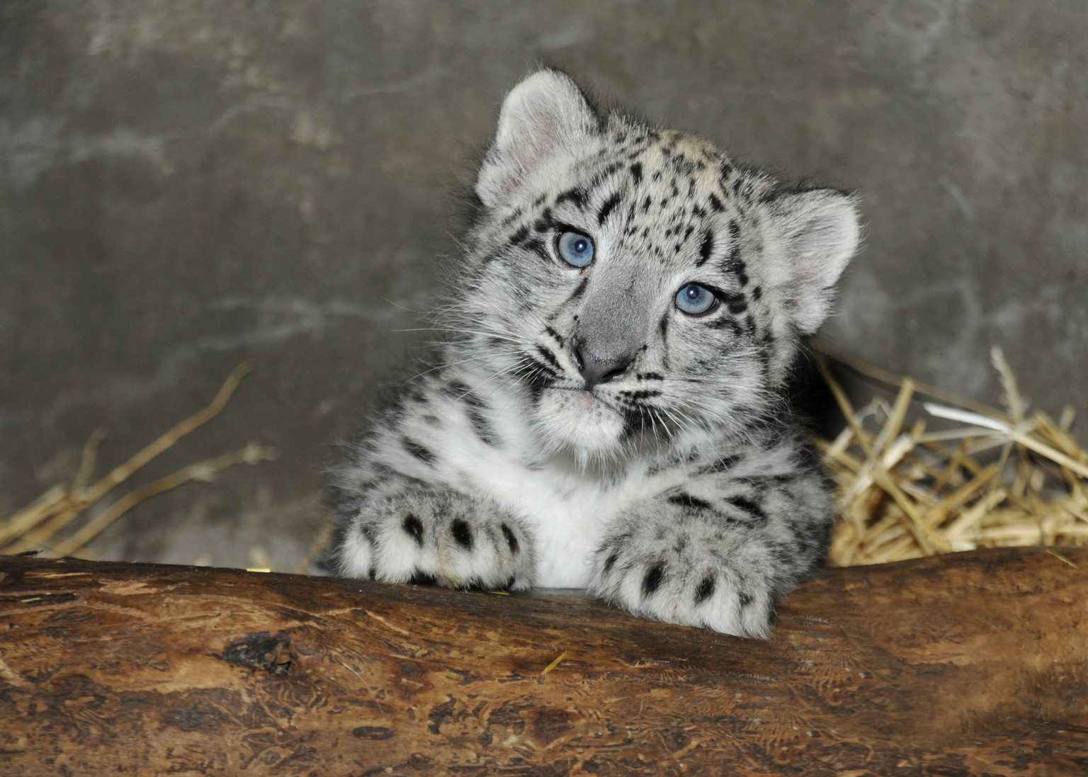 Brookfield Zoo Snow Leopard Cub: Meet The Chicago-Area's Newest ...