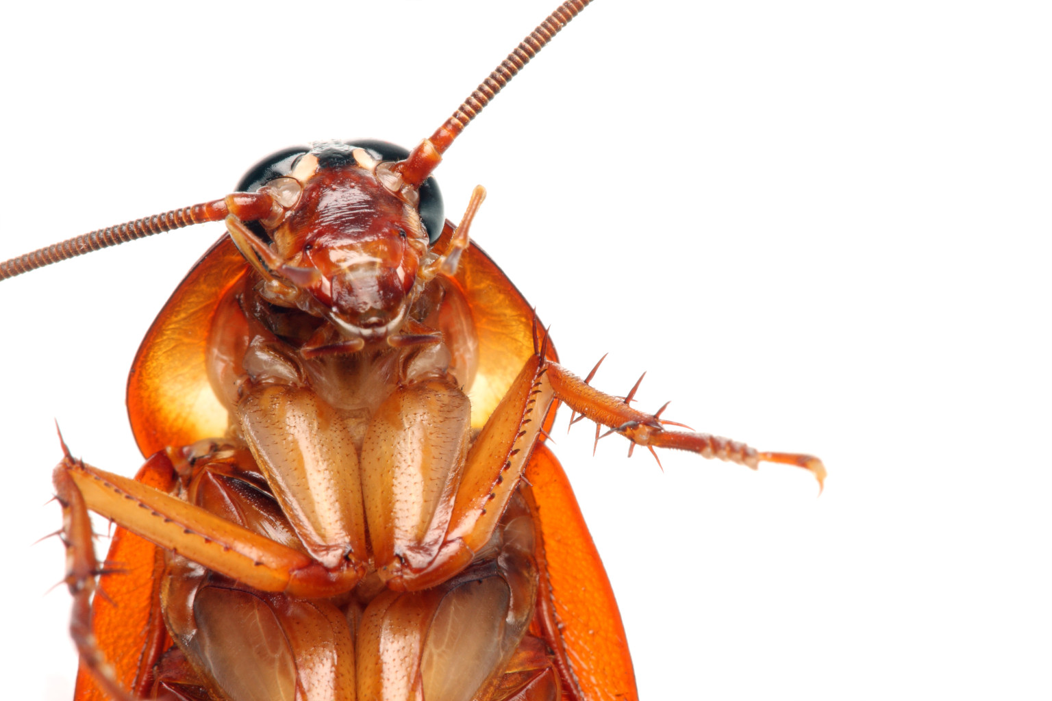 at-least-one-million-cockroaches-escape-chinese-farm-report-huffpost